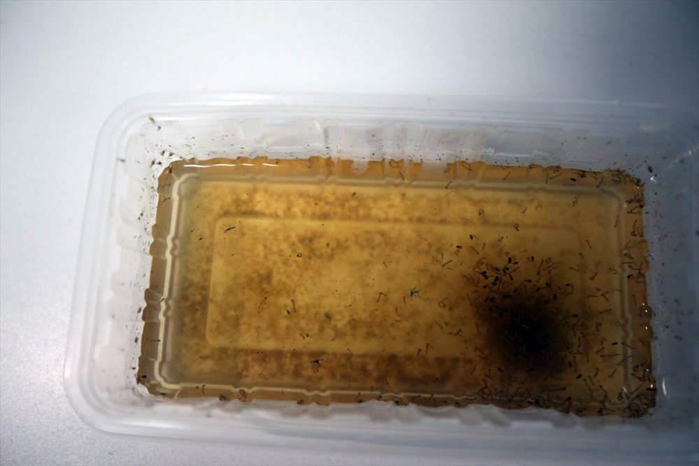 Asya kaplan sivrisineği yayılmaya devam ediyor