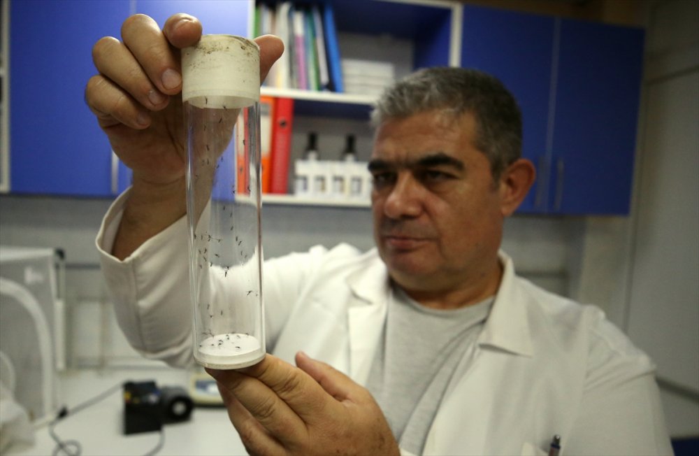 Asya kaplan sivrisineği yayılmaya devam ediyor