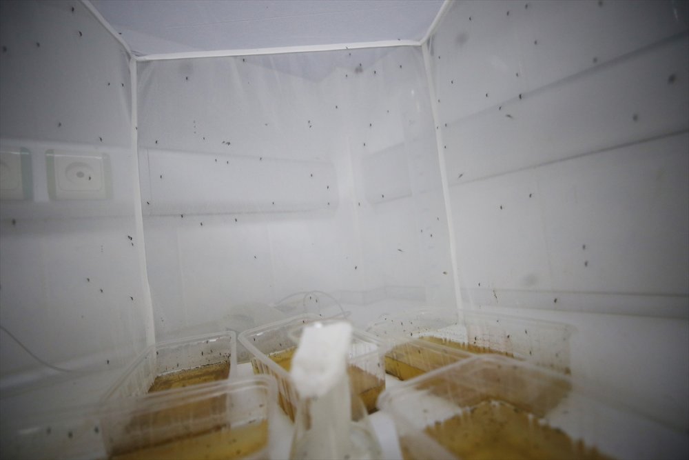 Asya kaplan sivrisineği yayılmaya devam ediyor