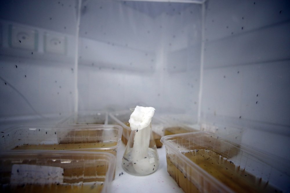 Asya kaplan sivrisineği yayılmaya devam ediyor