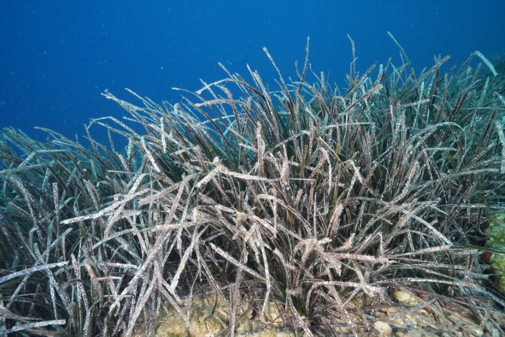 Bodrum'da deniz çayırları su altı kamerasınca görüntülendi
