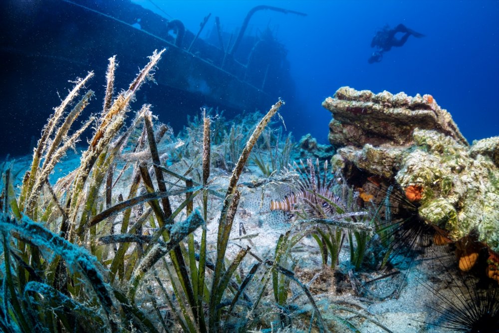 Bodrum'da deniz çayırları su altı kamerasınca görüntülendi