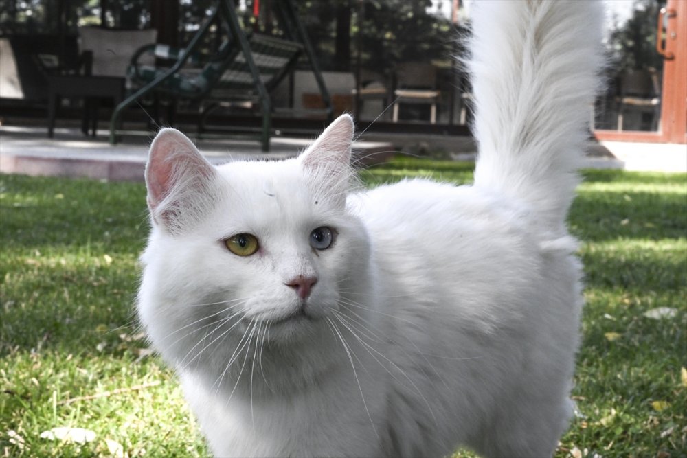 Ankara kedisi "Seymen" yeni yuvası Ayasofya-i Kebir Camii'nde
