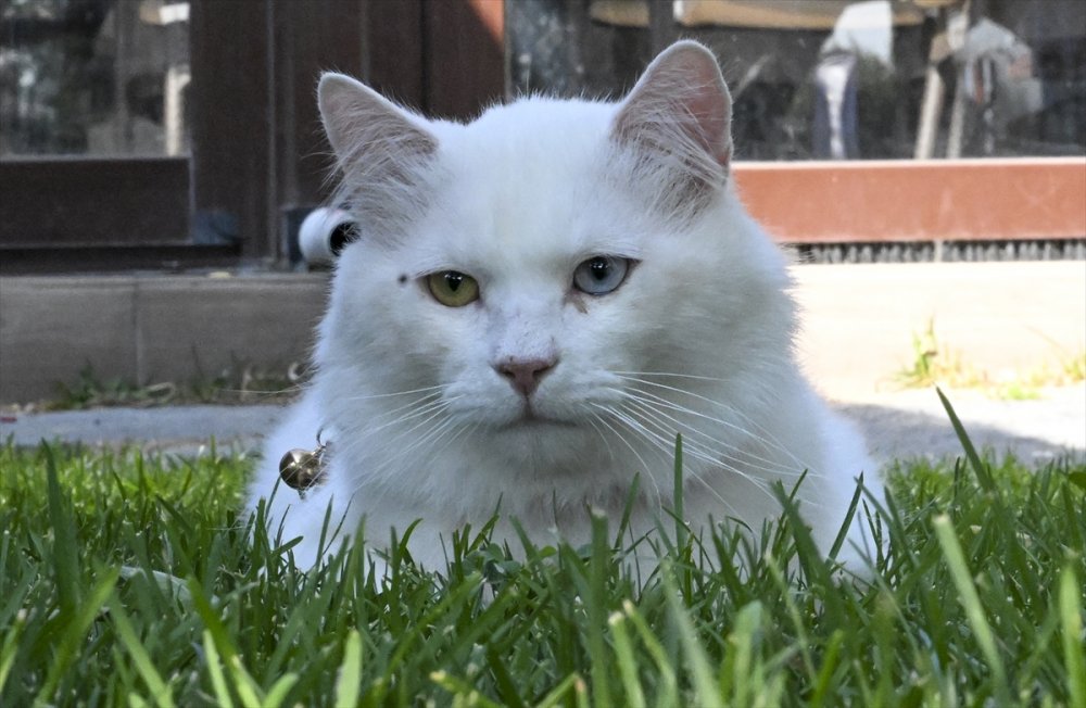 Ankara kedisi "Seymen" yeni yuvası Ayasofya-i Kebir Camii'nde