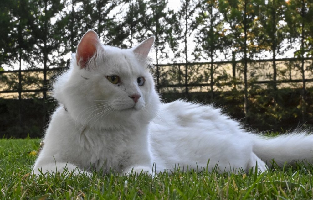 Ankara kedisi "Seymen" yeni yuvası Ayasofya-i Kebir Camii'nde