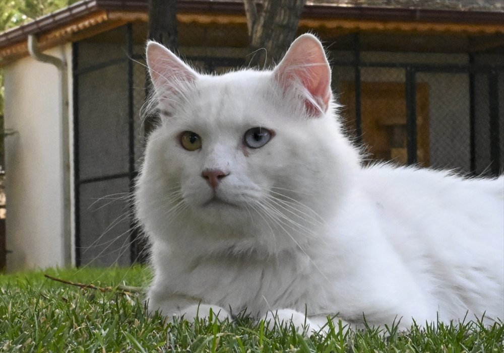 Ankara kedisi "Seymen" yeni yuvası Ayasofya-i Kebir Camii'nde