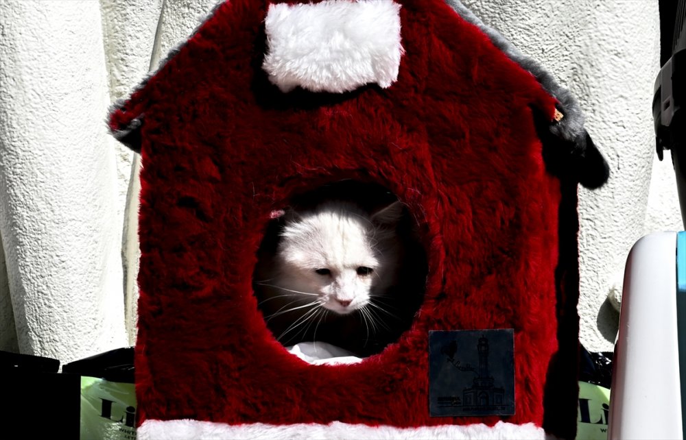 Ankara kedisi "Seymen" yeni yuvası Ayasofya-i Kebir Camii'nde