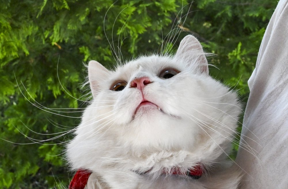 Ankara kedisi "Seymen" yeni yuvası Ayasofya-i Kebir Camii'nde