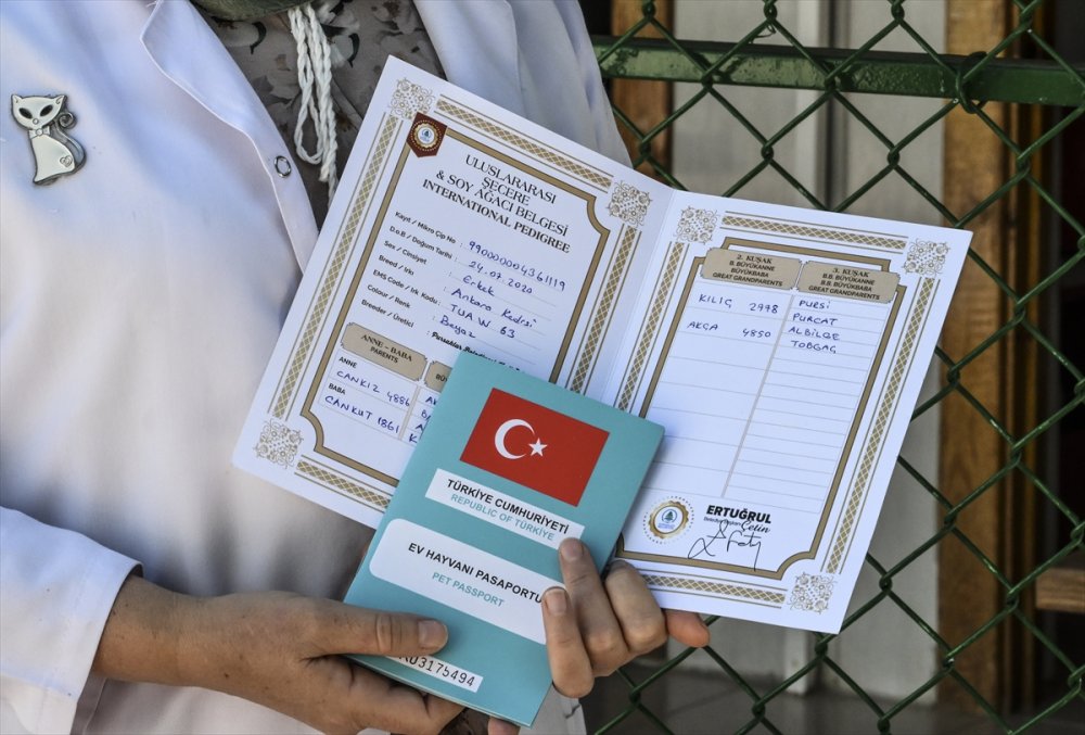 Ankara kedisi "Seymen" yeni yuvası Ayasofya-i Kebir Camii'nde