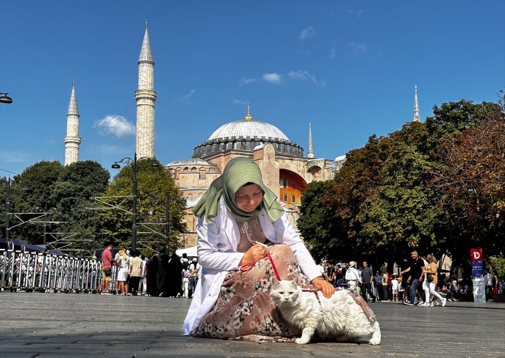 Ankara kedisi "Seymen" yeni yuvası Ayasofya-i Kebir Camii'nde