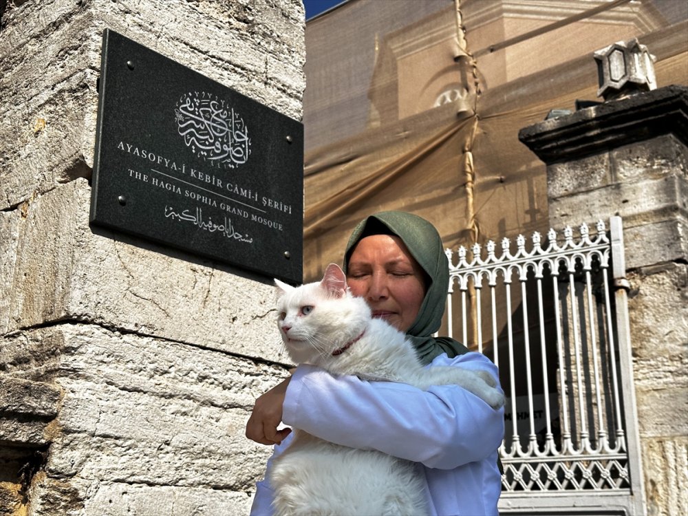 Ankara kedisi "Seymen" yeni yuvası Ayasofya-i Kebir Camii'nde