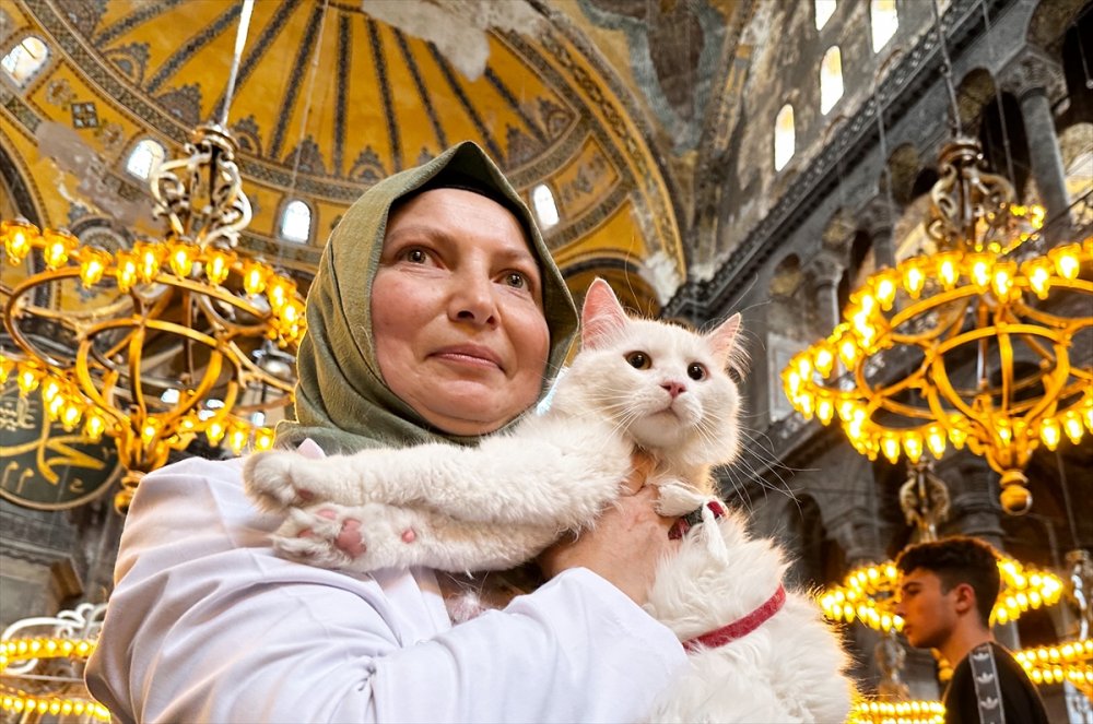 Ankara kedisi "Seymen" yeni yuvası Ayasofya-i Kebir Camii'nde