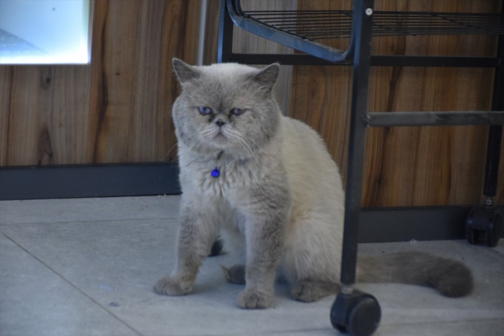 Kerküklü veteriner sokak hayvanlarını tedavi ediyor