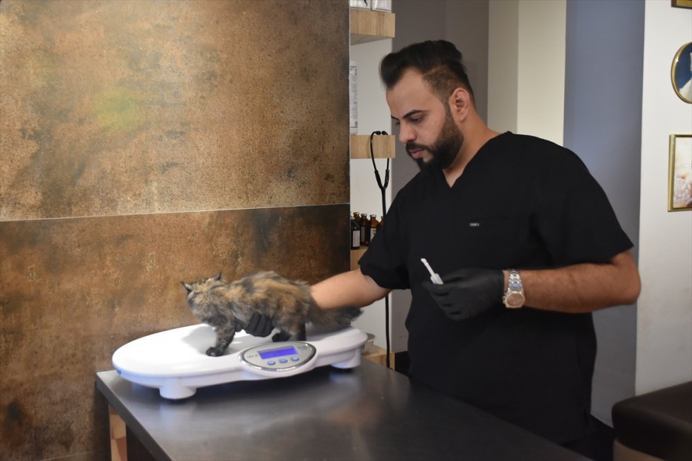 Kerküklü veteriner sokak hayvanlarını tedavi ediyor
