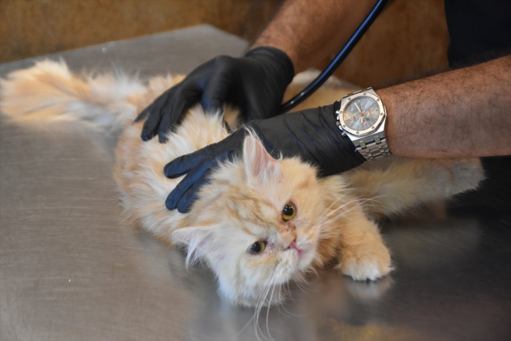 Kerküklü veteriner sokak hayvanlarını tedavi ediyor