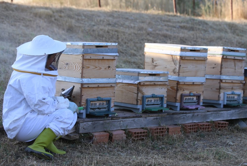 Büyükşehir gürültüsünden arı senfonisine göç etti huzuru buldu