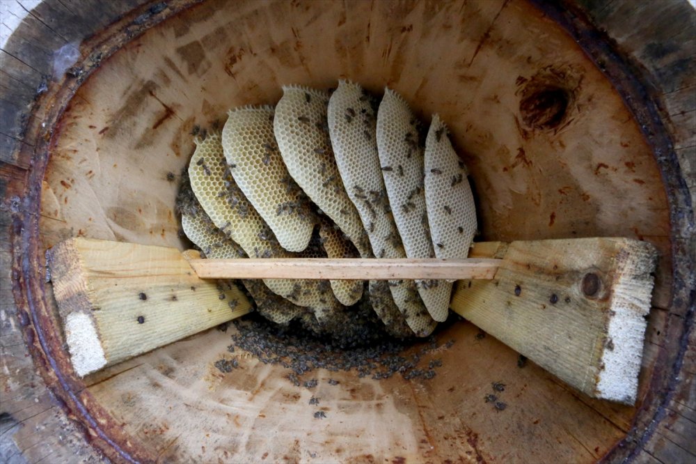 Büyükşehir gürültüsünden arı senfonisine göç etti huzuru buldu