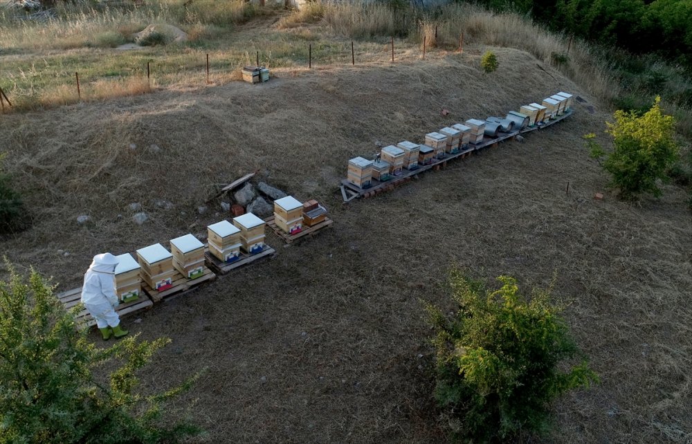 Büyükşehir gürültüsünden arı senfonisine göç etti huzuru buldu