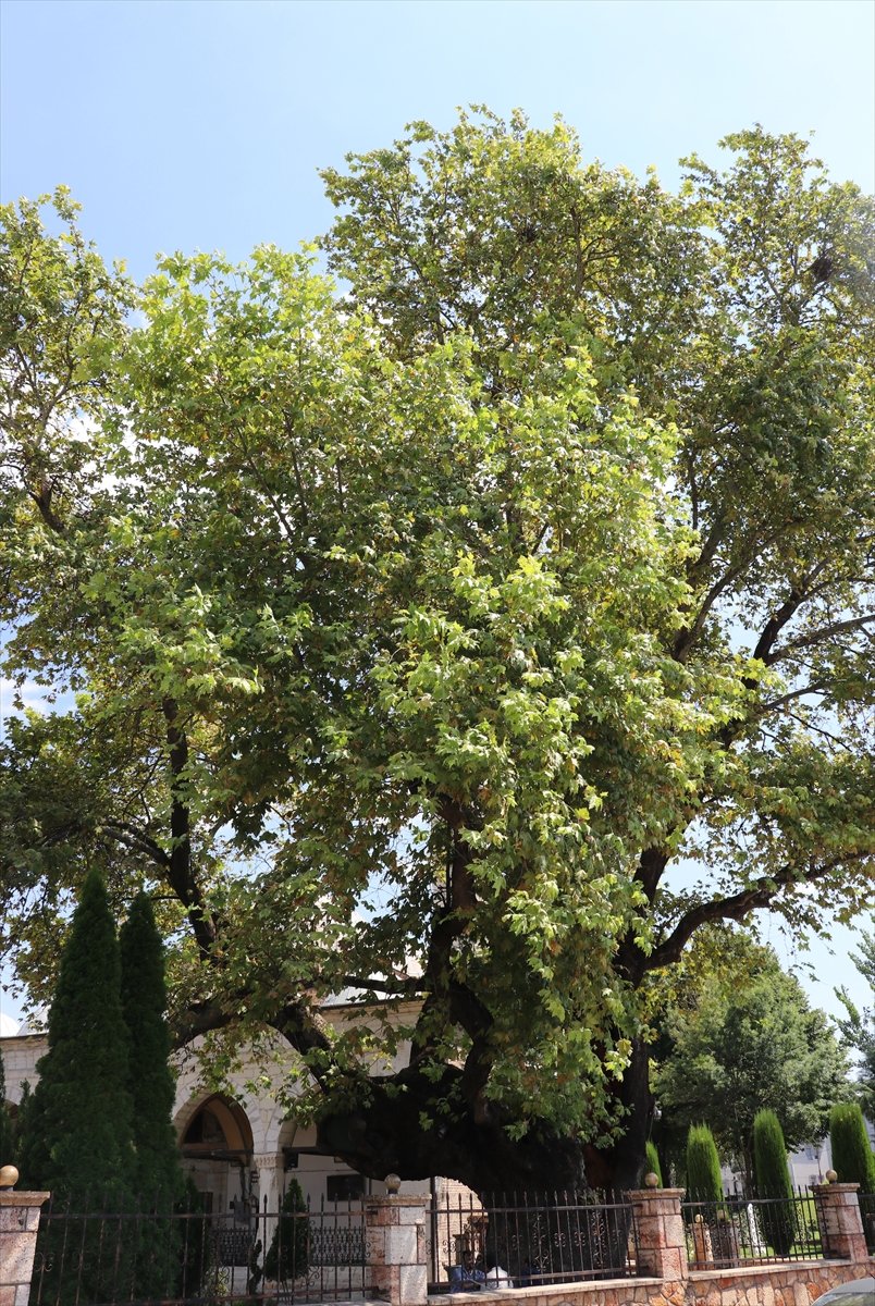 550 yıllık çınar inat ediyor