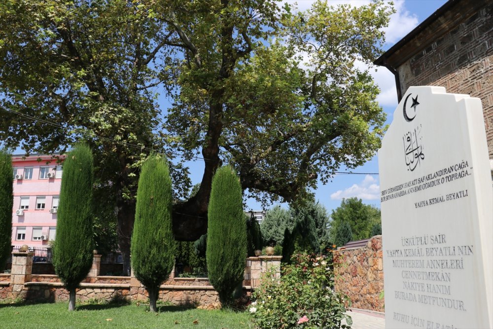 550 yıllık çınar inat ediyor