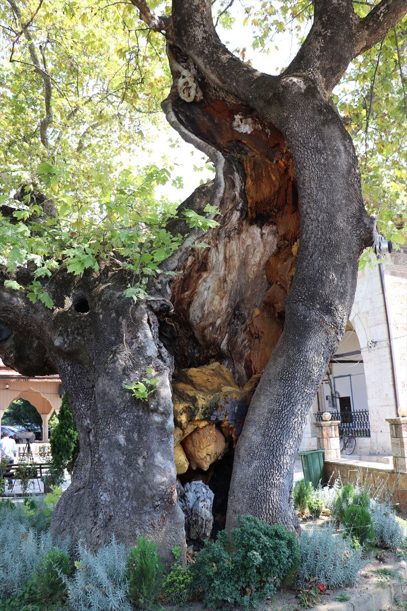 550 yıllık çınar inat ediyor
