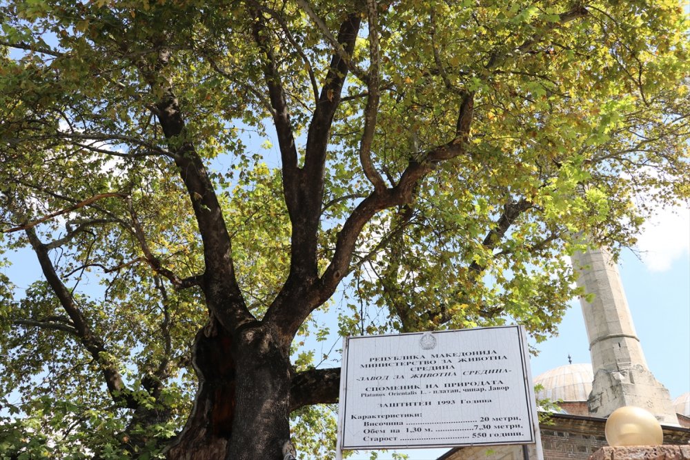 550 yıllık çınar inat ediyor