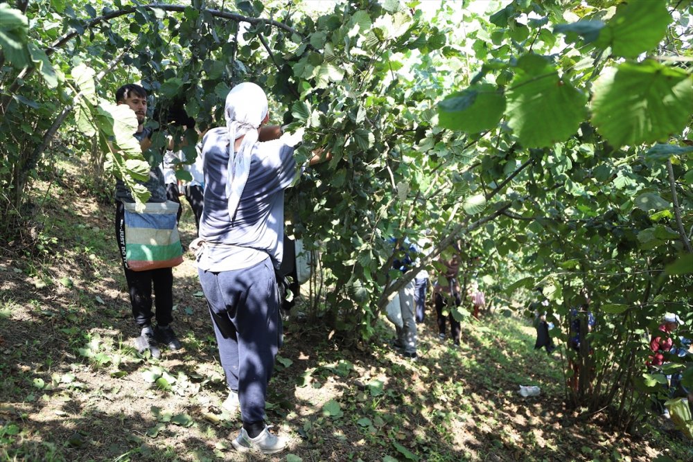 "Fındık Dalda, Aklın İşçide Kalmasın Projesi"