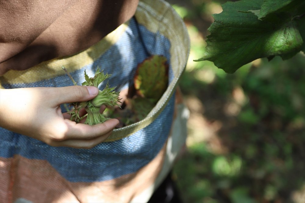 "Fındık Dalda, Aklın İşçide Kalmasın Projesi"