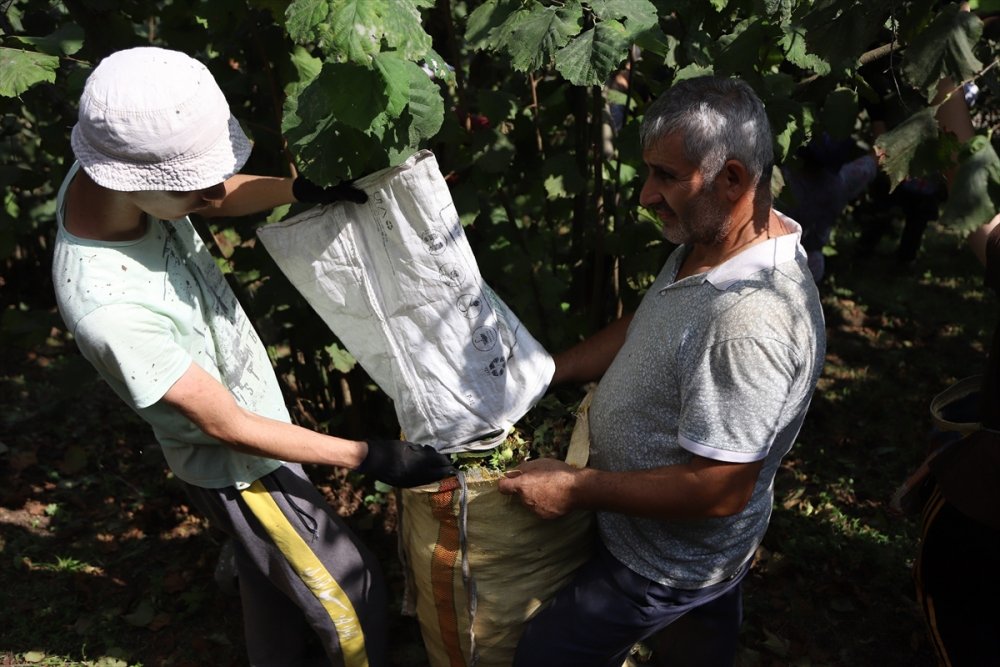 "Fındık Dalda, Aklın İşçide Kalmasın Projesi"