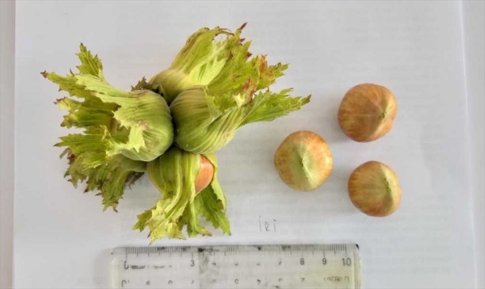 Fındıkta verim ve kaliteyi arttıracak çalışmalar yapılmakta