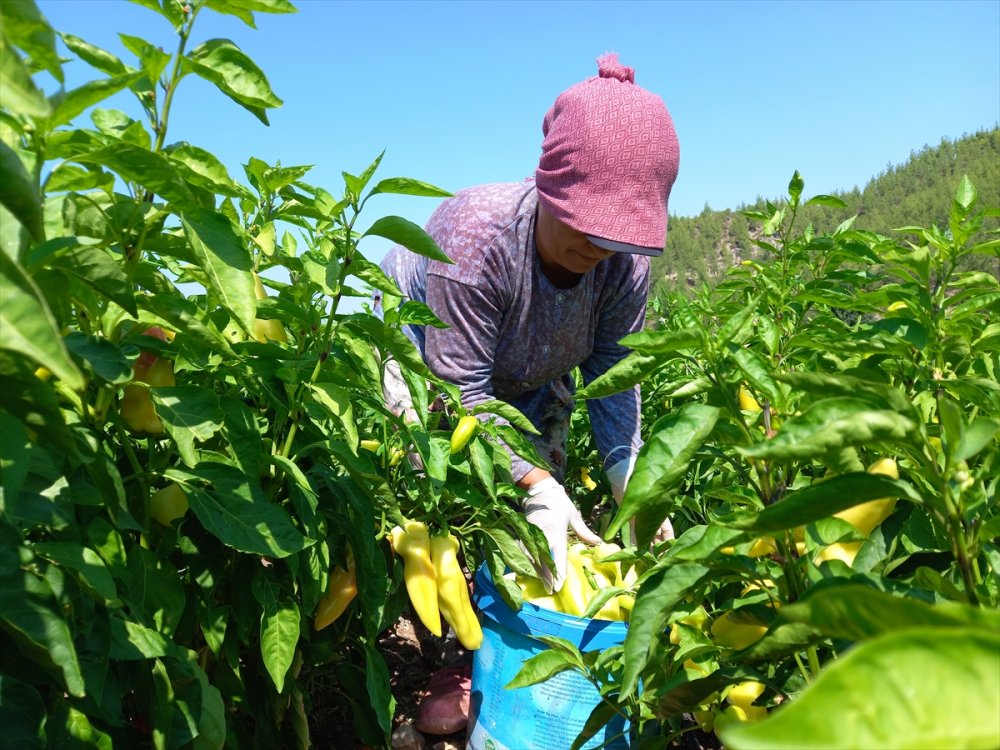 Denizli'de Kale biberi hasadına başlandı