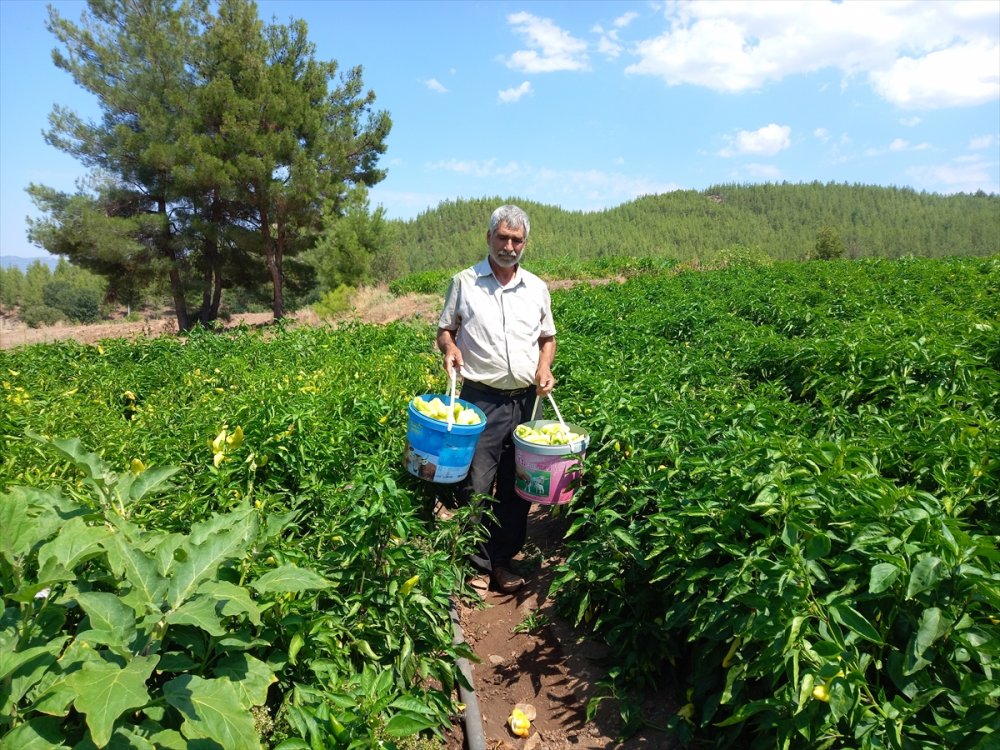 Denizli'de Kale biberi hasadına başlandı