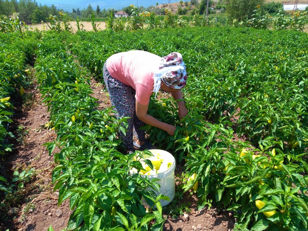 Denizli'de Kale biberi hasadına başlandı