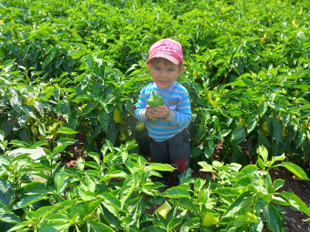 Denizli'de Kale biberi hasadına başlandı