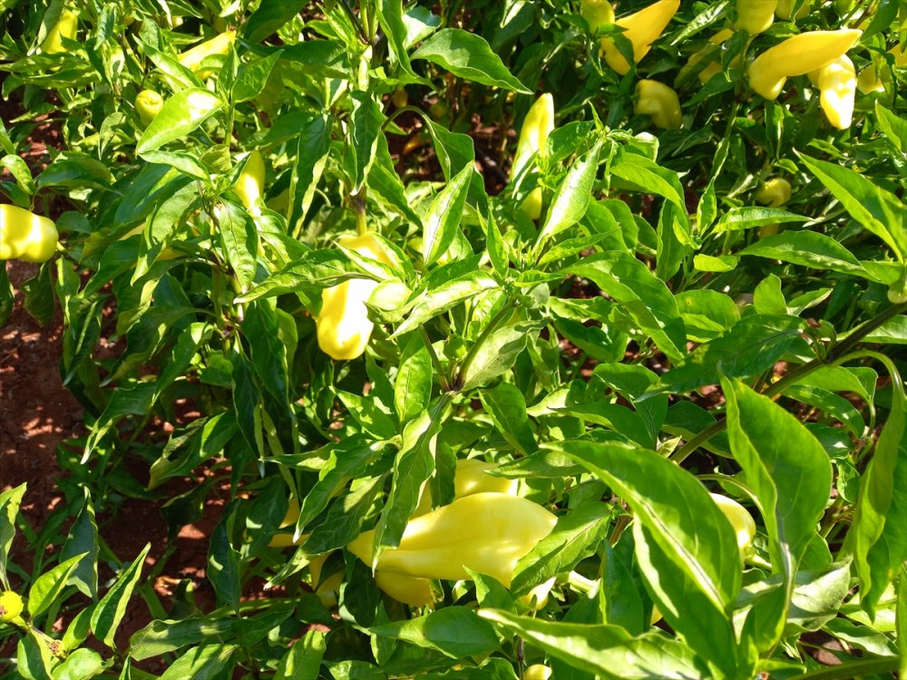 Denizli'de Kale biberi hasadına başlandı