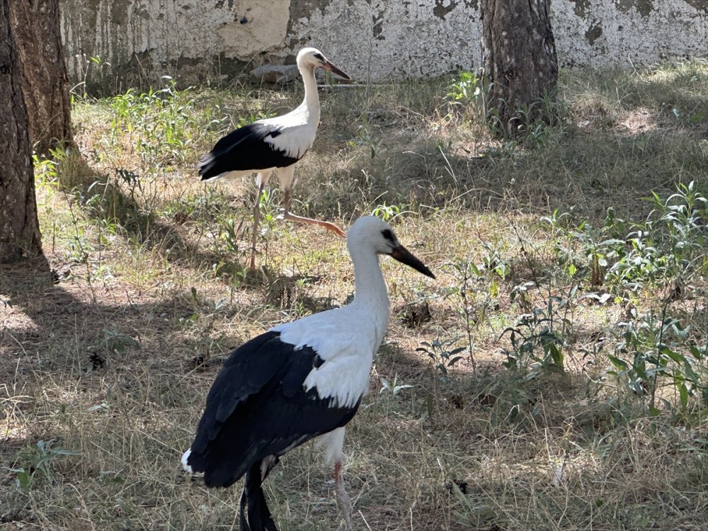 Yaralanan 15 leylek tedavi edildi