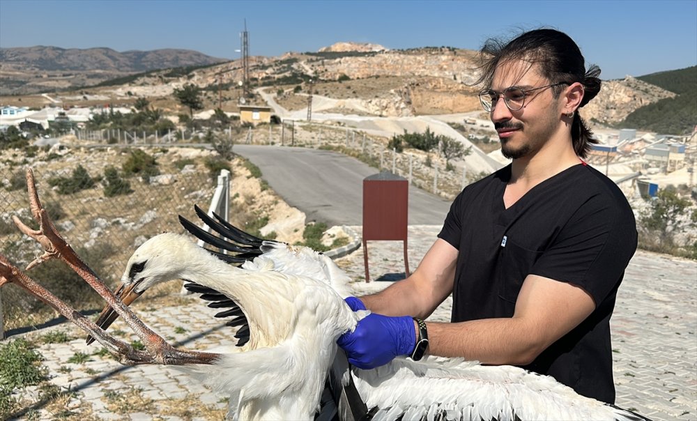 Yaralanan 15 leylek tedavi edildi