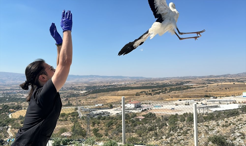 Yaralanan 15 leylek tedavi edildi