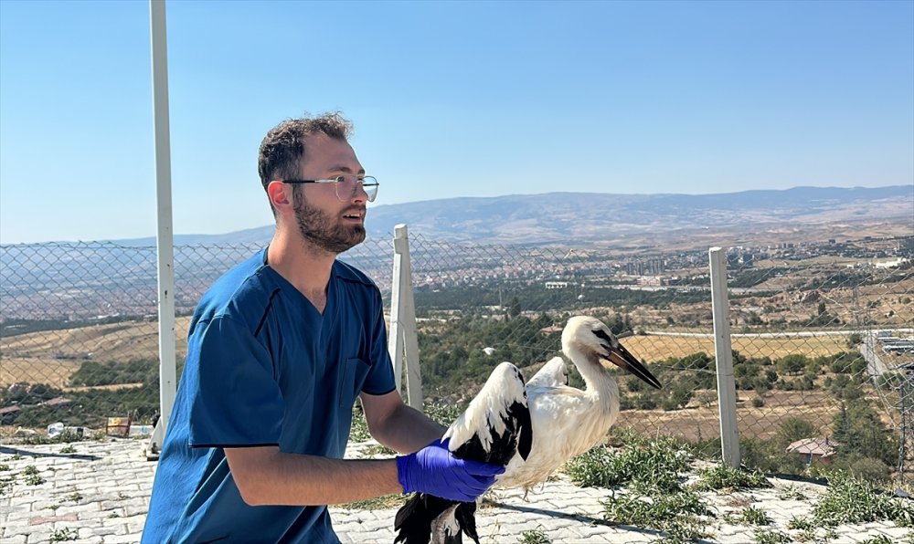 Yaralanan 15 leylek tedavi edildi