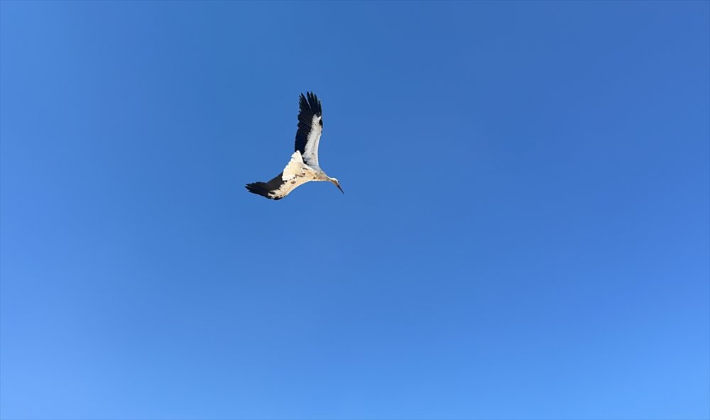 Yaralanan 15 leylek tedavi edildi