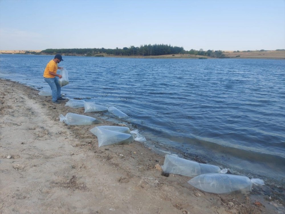 Yetiştirilen 5,5 milyon sazan yavrusu göllere bırakıldı