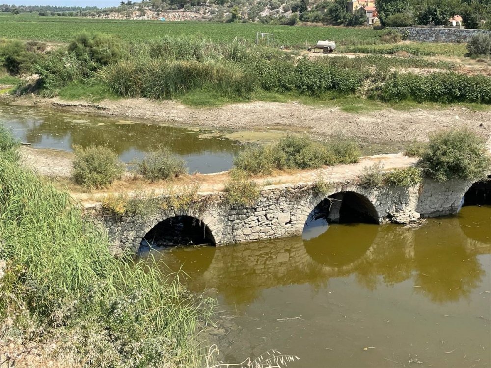 Büyük Menderes Nehri'nde kuraklık nedeniyle yüzlerce balık öldü