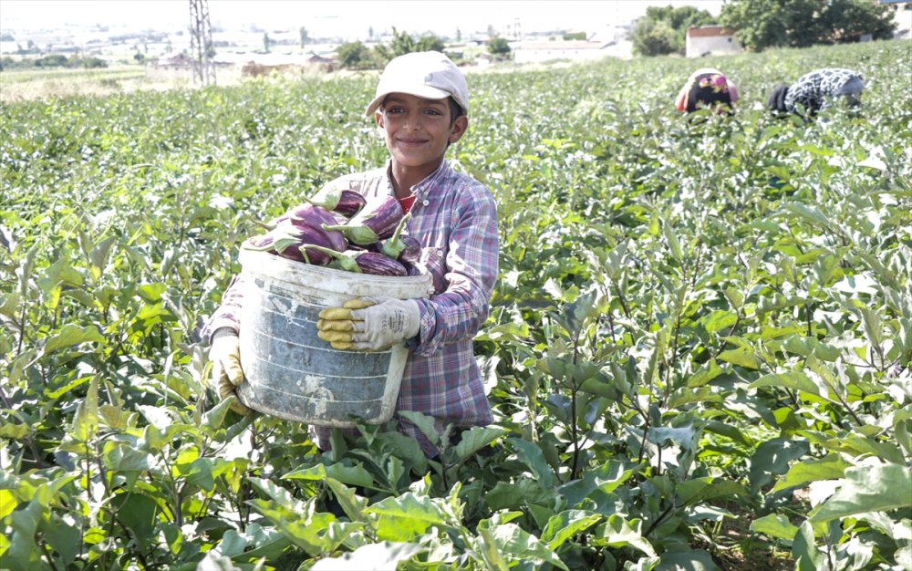 "Pijamalı patlıcan"ın üretimi Kayseri’de yaygınlaşıyor
