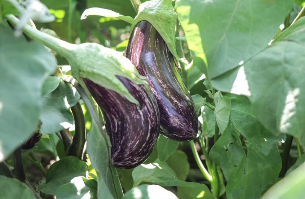 "Pijamalı patlıcan"ın üretimi Kayseri’de yaygınlaşıyor