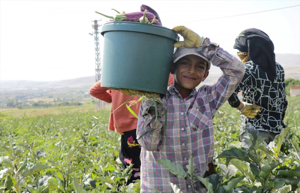 "Pijamalı patlıcan"ın üretimi Kayseri’de yaygınlaşıyor
