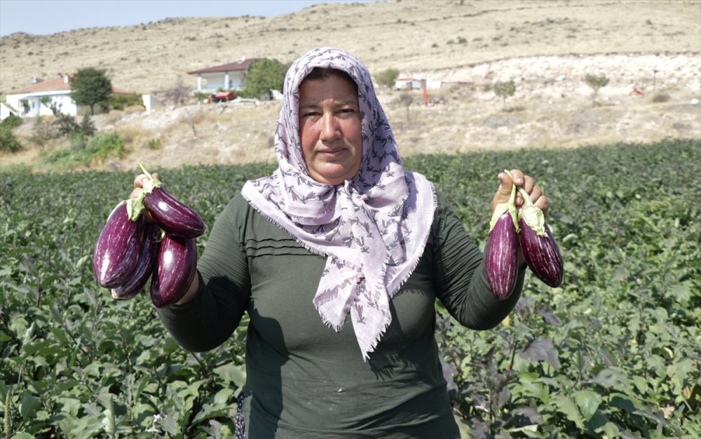 "Pijamalı patlıcan"ın üretimi Kayseri’de yaygınlaşıyor