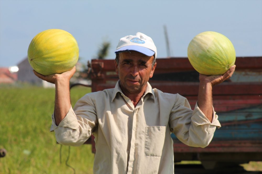 Bafra Ovası'nda kavun hasadı sona erdi