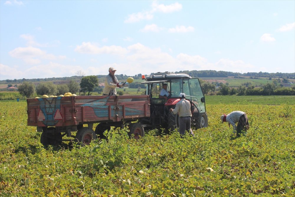 Bafra Ovası'nda kavun hasadı sona erdi