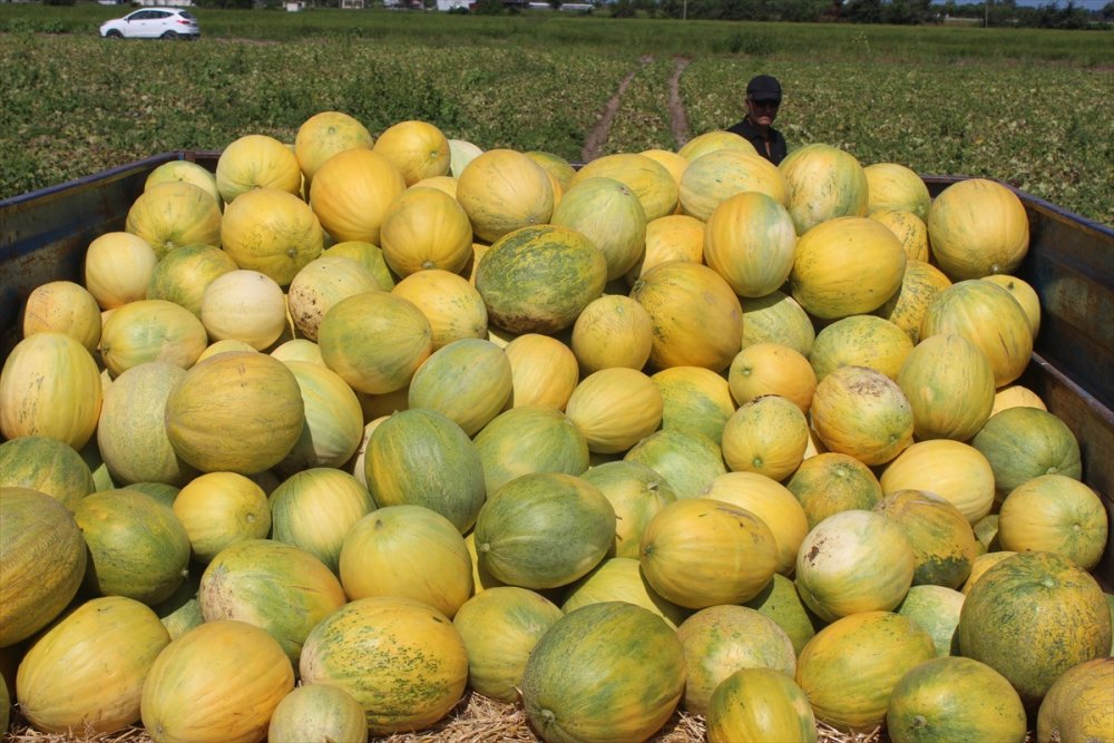 Bafra Ovası'nda kavun hasadı sona erdi