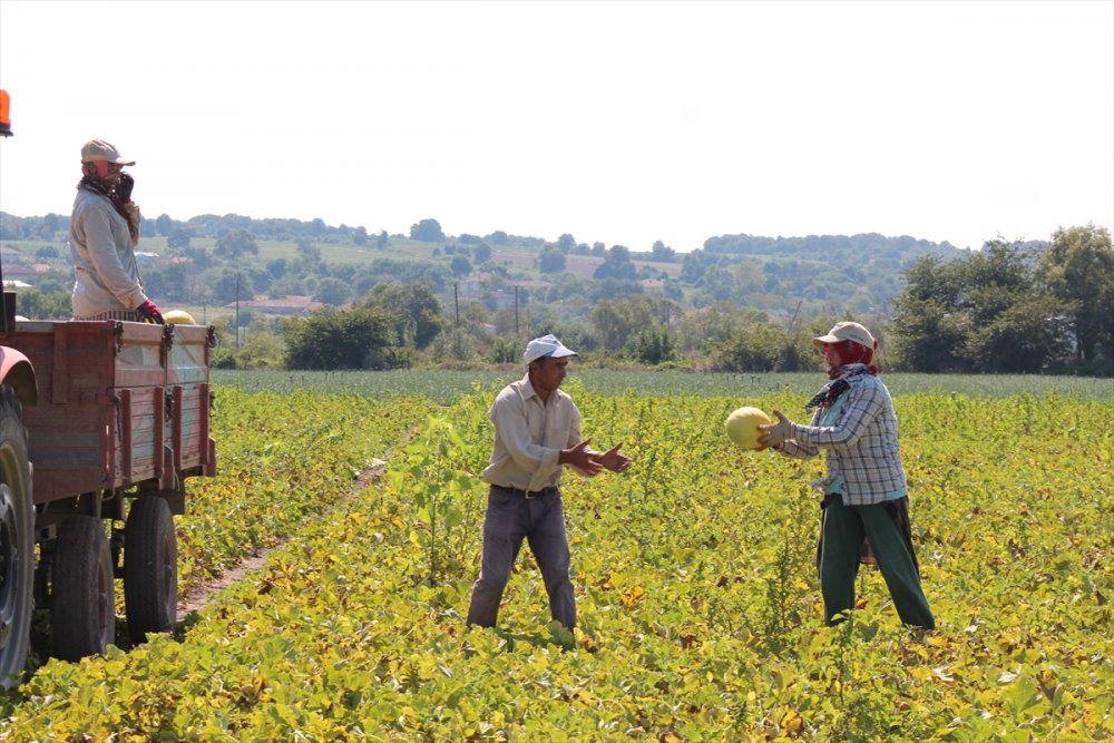 Bafra Ovası'nda kavun hasadı sona erdi